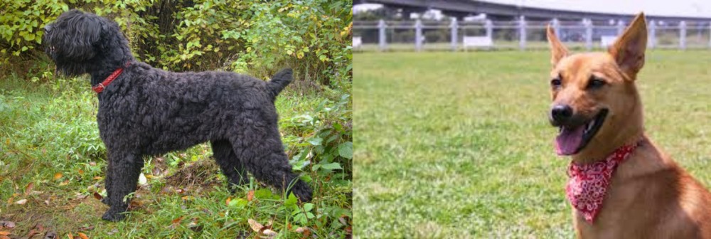 Formosan Mountain Dog vs Black Russian Terrier - Breed Comparison