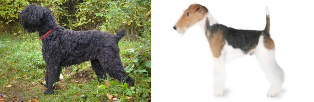 Fox Terrier vs Black Russian Terrier - Breed Comparison