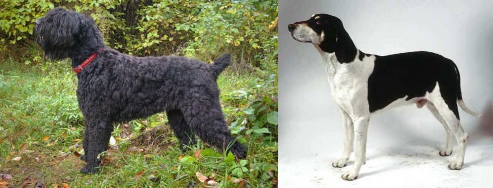 Francais Blanc et Noir vs Black Russian Terrier - Breed Comparison