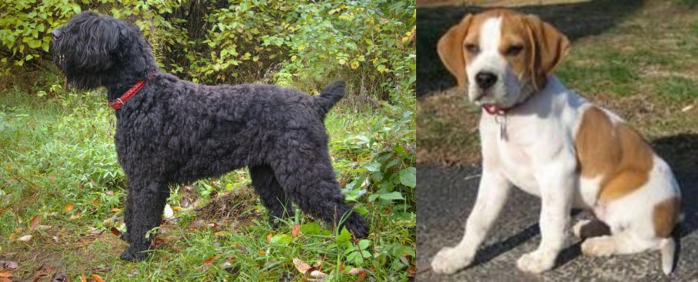 Francais Blanc et Orange vs Black Russian Terrier - Breed Comparison