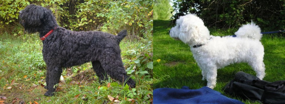 Franzuskaya Bolonka vs Black Russian Terrier - Breed Comparison