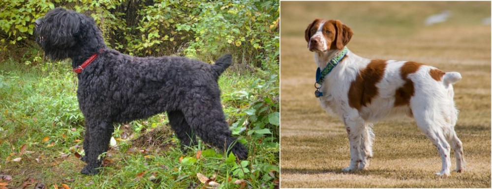 French Brittany vs Black Russian Terrier - Breed Comparison