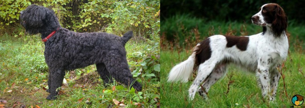 French Spaniel vs Black Russian Terrier - Breed Comparison