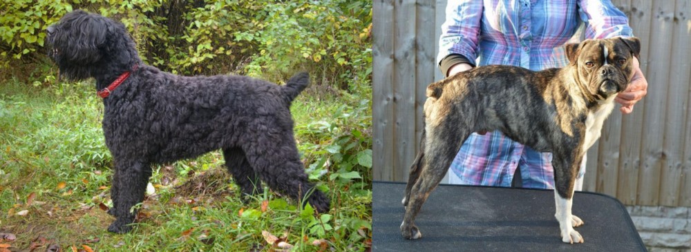 Fruggle vs Black Russian Terrier - Breed Comparison