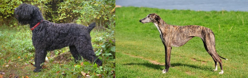 Galgo Espanol vs Black Russian Terrier - Breed Comparison