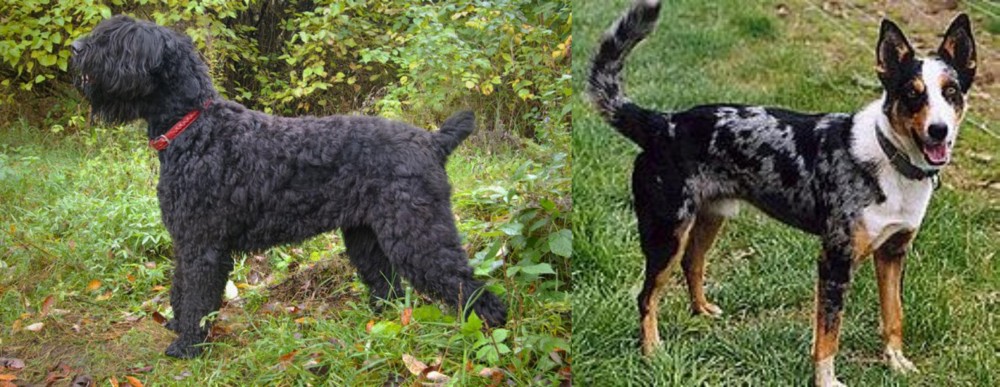 German Coolie vs Black Russian Terrier - Breed Comparison