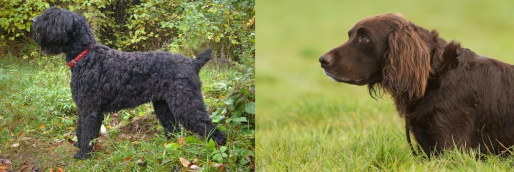 German Longhaired Pointer vs Black Russian Terrier - Breed Comparison
