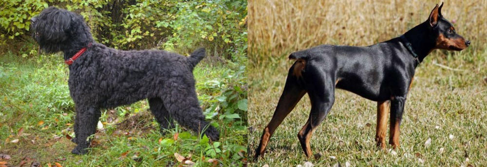German Pinscher vs Black Russian Terrier - Breed Comparison