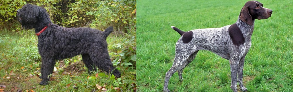 German Shorthaired Pointer vs Black Russian Terrier - Breed Comparison