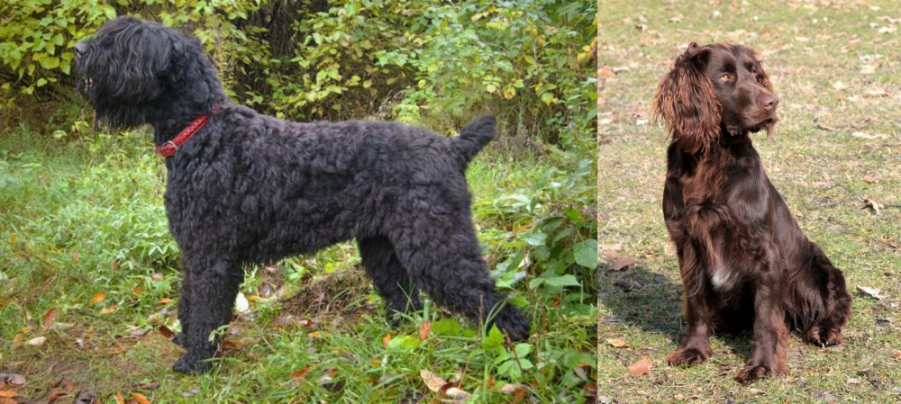 German Spaniel vs Black Russian Terrier - Breed Comparison