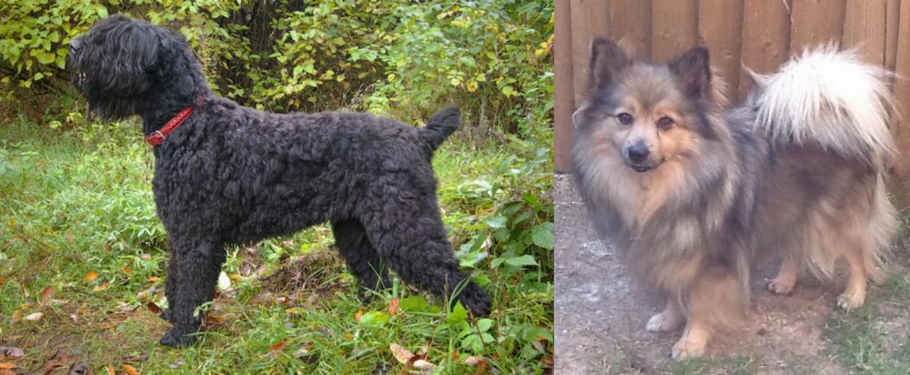 German Spitz (Mittel) vs Black Russian Terrier - Breed Comparison