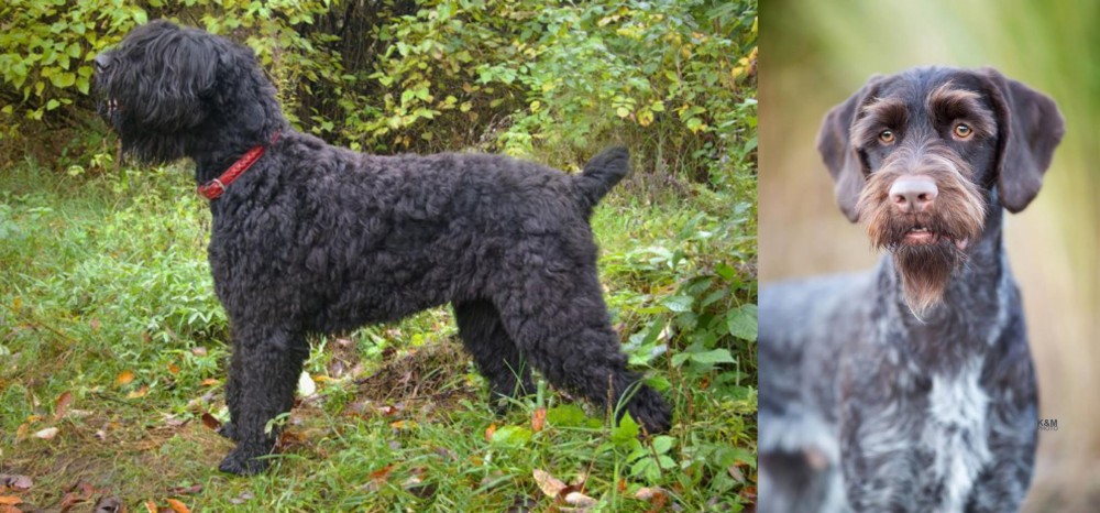 German Wirehaired Pointer vs Black Russian Terrier - Breed Comparison