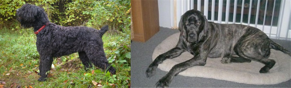 Giant Maso Mastiff vs Black Russian Terrier - Breed Comparison