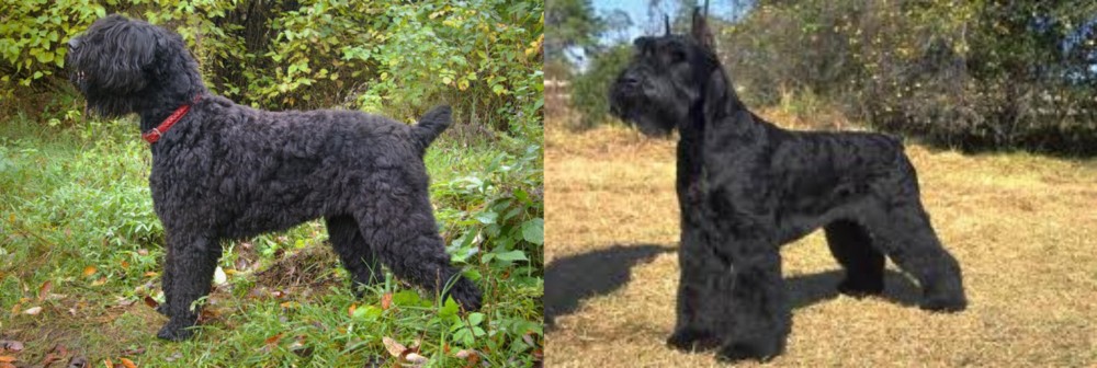 Giant Schnauzer vs Black Russian Terrier - Breed Comparison