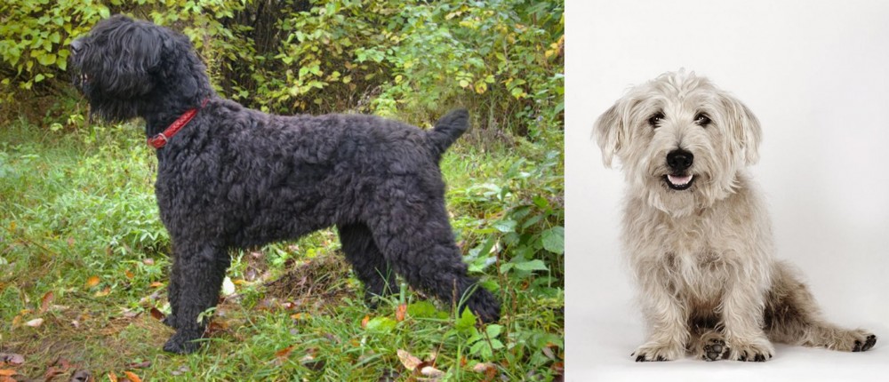 Glen of Imaal Terrier vs Black Russian Terrier - Breed Comparison