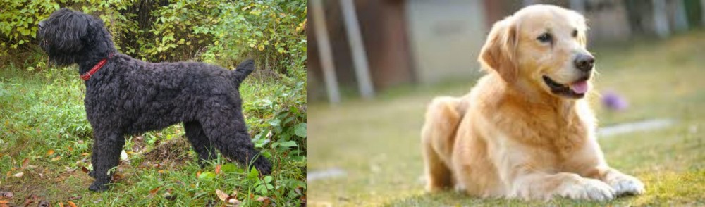 Goldador vs Black Russian Terrier - Breed Comparison