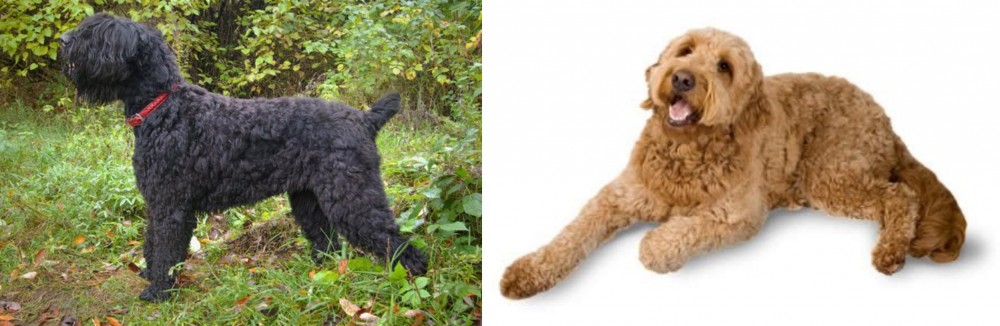 Golden Doodle vs Black Russian Terrier - Breed Comparison