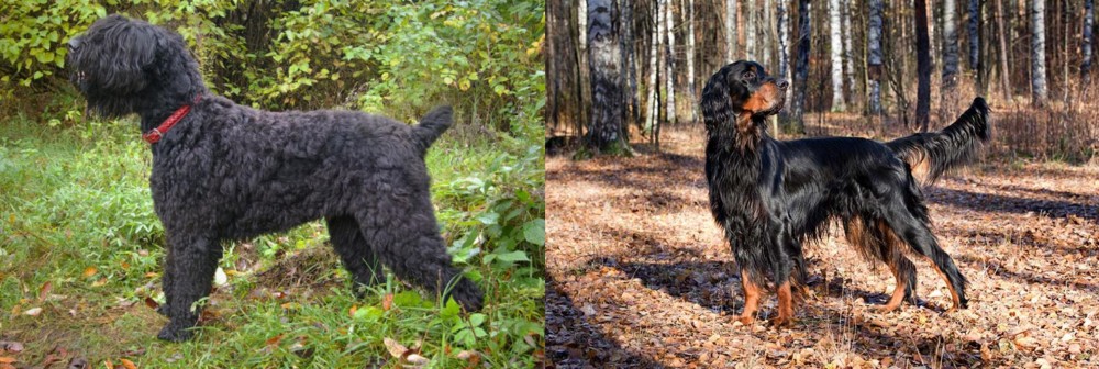 Gordon Setter vs Black Russian Terrier - Breed Comparison