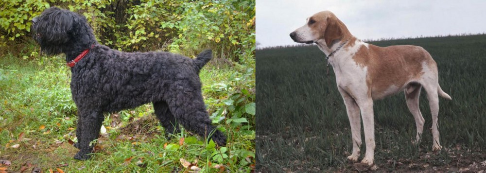 Grand Anglo-Francais Blanc et Orange vs Black Russian Terrier - Breed Comparison