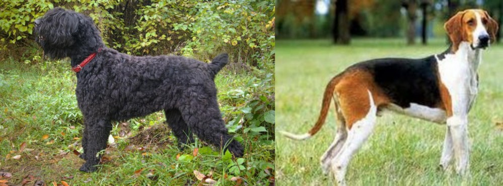 Grand Anglo-Francais Tricolore vs Black Russian Terrier - Breed Comparison
