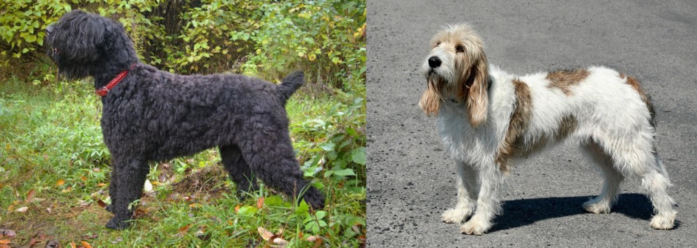 Grand Basset Griffon Vendeen vs Black Russian Terrier - Breed Comparison
