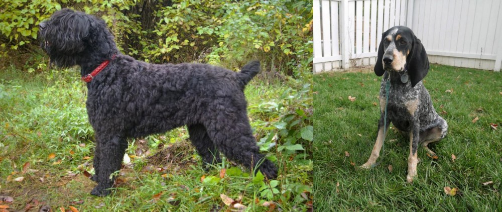 Grand Bleu de Gascogne vs Black Russian Terrier - Breed Comparison