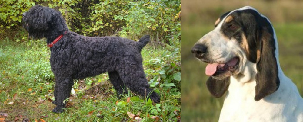 Grand Gascon Saintongeois vs Black Russian Terrier - Breed Comparison