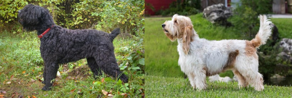 Grand Griffon Vendeen vs Black Russian Terrier - Breed Comparison