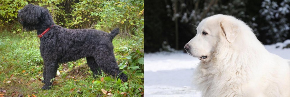 Great Pyrenees vs Black Russian Terrier - Breed Comparison