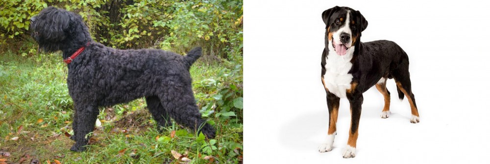 Greater Swiss Mountain Dog vs Black Russian Terrier - Breed Comparison