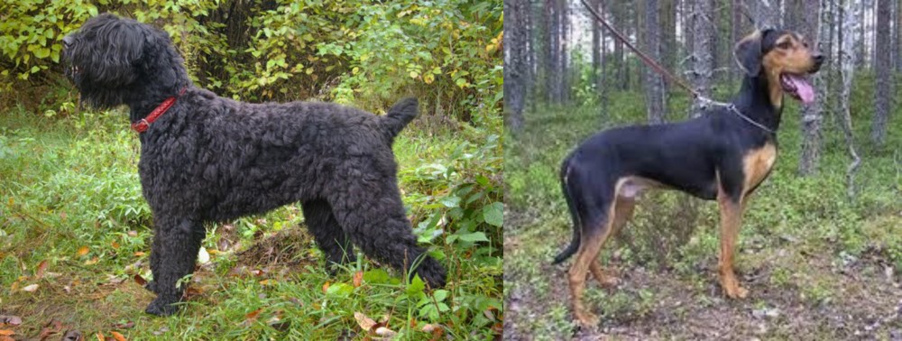 Greek Harehound vs Black Russian Terrier - Breed Comparison
