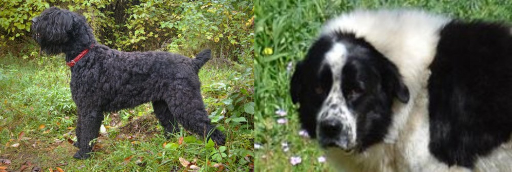 Greek Sheepdog vs Black Russian Terrier - Breed Comparison
