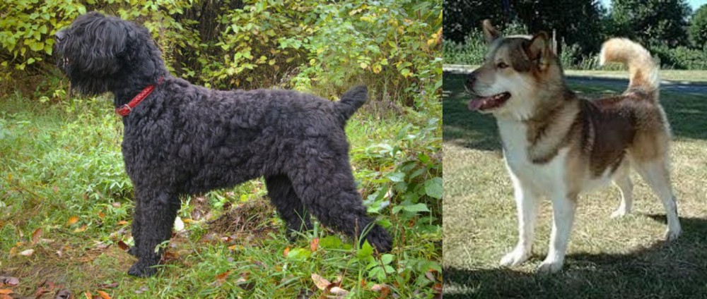 Greenland Dog vs Black Russian Terrier - Breed Comparison