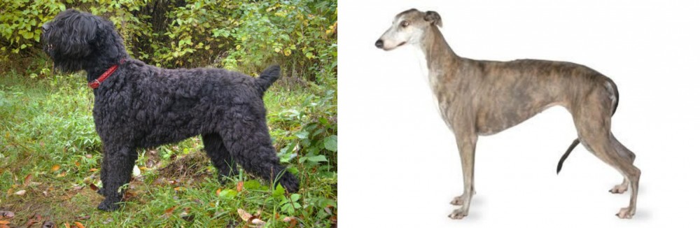 Greyhound vs Black Russian Terrier - Breed Comparison