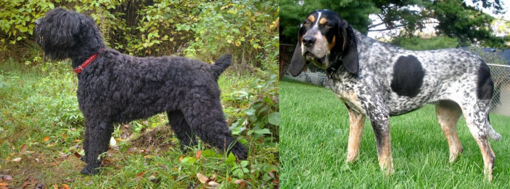 Griffon Bleu de Gascogne vs Black Russian Terrier - Breed Comparison