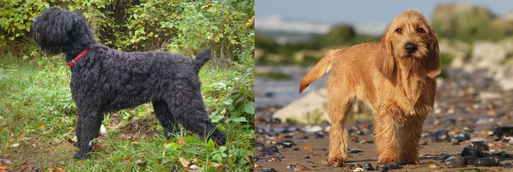Griffon Fauve de Bretagne vs Black Russian Terrier - Breed Comparison