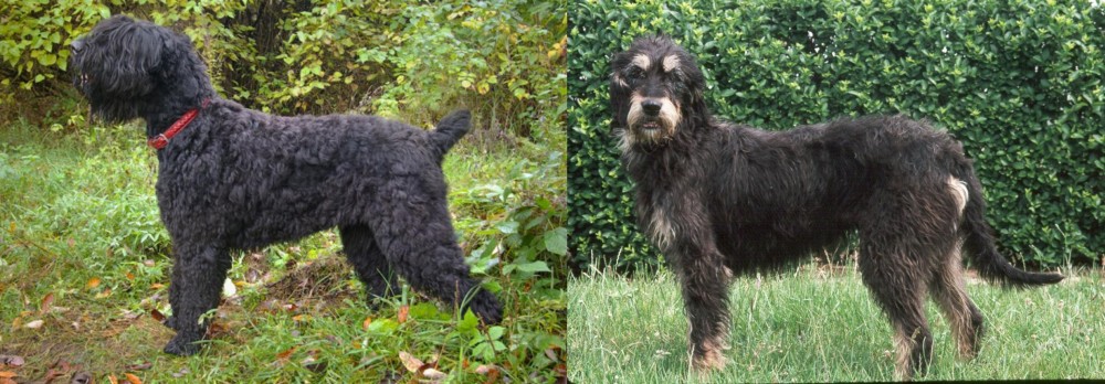 Griffon Nivernais vs Black Russian Terrier - Breed Comparison