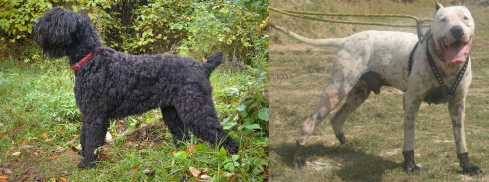 Gull Dong vs Black Russian Terrier - Breed Comparison