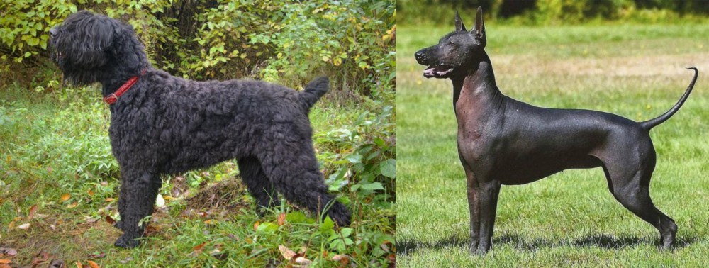 Hairless Khala vs Black Russian Terrier - Breed Comparison