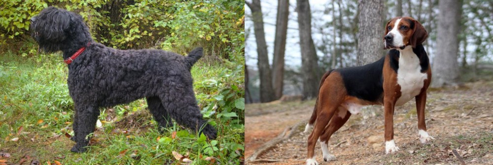 Hamiltonstovare vs Black Russian Terrier - Breed Comparison