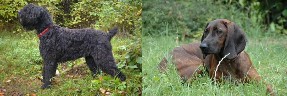 Hanover Hound vs Black Russian Terrier - Breed Comparison