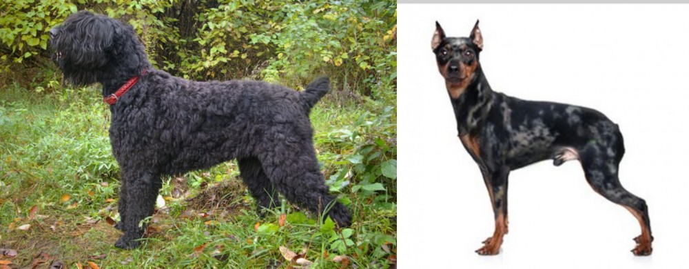Harlequin Pinscher vs Black Russian Terrier - Breed Comparison