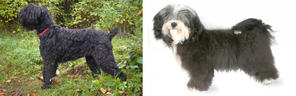 Havanese vs Black Russian Terrier - Breed Comparison