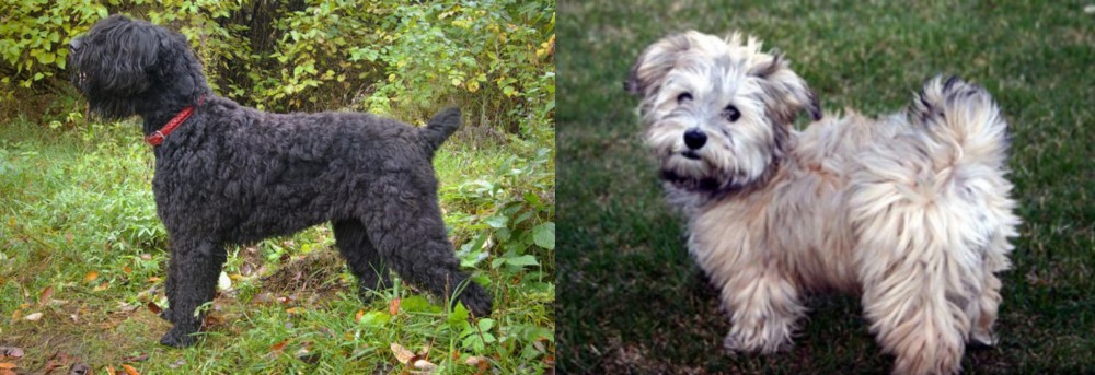 Havapoo vs Black Russian Terrier - Breed Comparison