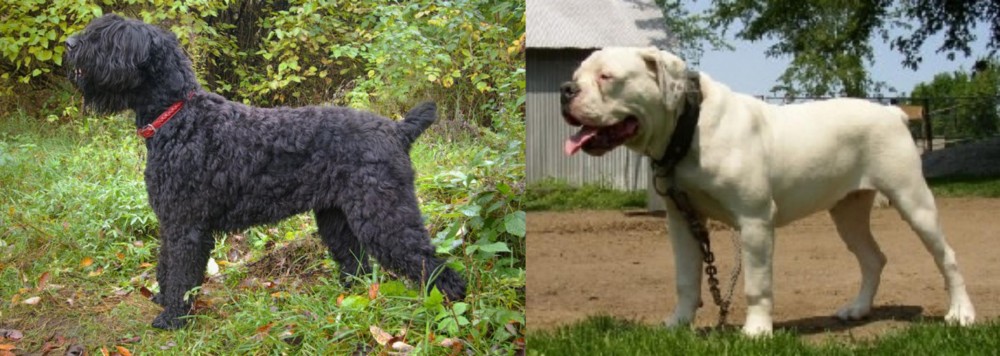 Hermes Bulldogge vs Black Russian Terrier - Breed Comparison
