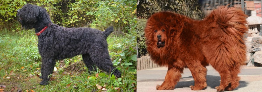 Himalayan Mastiff vs Black Russian Terrier - Breed Comparison