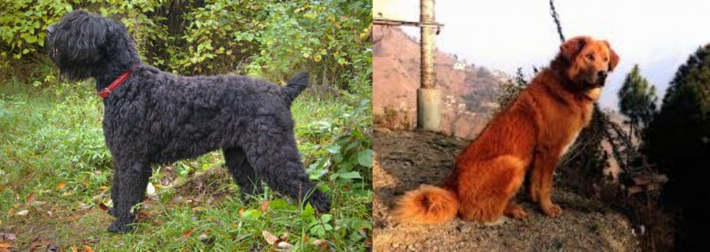 Himalayan Sheepdog vs Black Russian Terrier - Breed Comparison