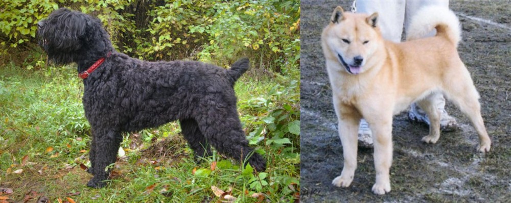 Hokkaido vs Black Russian Terrier - Breed Comparison