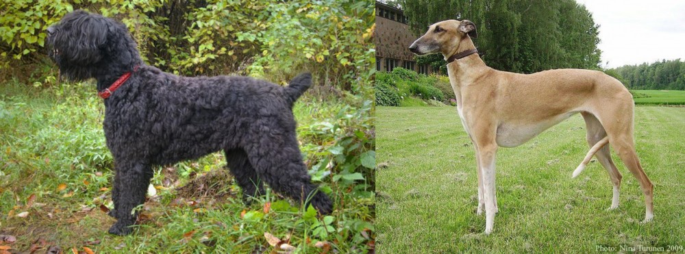 Hortaya Borzaya vs Black Russian Terrier - Breed Comparison