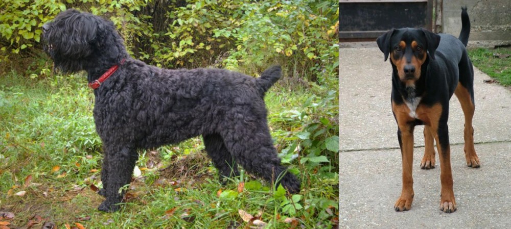 Hungarian Hound vs Black Russian Terrier - Breed Comparison